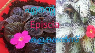 Episcia plant collection plant video malayalam channel Plants with vlogs plantswithvlogs [upl. by Bratton]