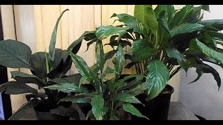 Peace Lily Cultivars Different Spathiphyllum Varieties [upl. by Zosi436]