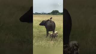 A Buffalo Herd’s Courageous Battle Against a Coordinated Attack by Wild Dogs [upl. by Grimaud]