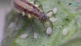 Larva de crisopa Neuroptera Chrysopidae [upl. by Yliram542]