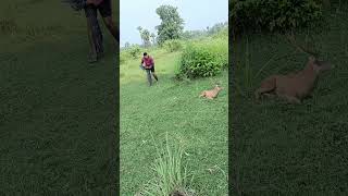 Deer sleeping our village youtubeshorts animals trending wildlife village shorts deer [upl. by Eimarrej]