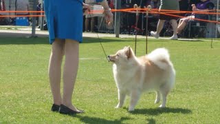 2024 Yea amp District Show  Non Sporting Dogs [upl. by Hteboj290]