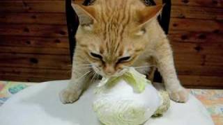 Cat Eat Cabbage [upl. by Ahsit]