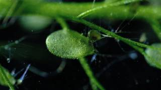 Carnivorous Bladderwort Fastest Plant in the World [upl. by Encrata]