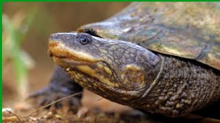 The Tuberculate Toadhead  Mesoclemmys tuberculata naturecuriosities [upl. by Grania]