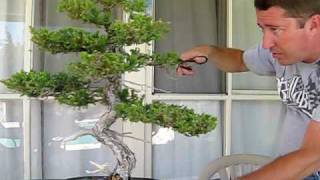 How to Prune Juniper Bonsai [upl. by Ruckman]