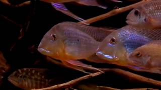 Geophagus altifrons [upl. by Aronek401]