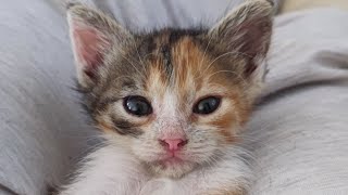 Baby Katze hat Spielstunde🇹🇷 sidelifewithcamper shortvideo türkiye cats cat animals [upl. by Efi]