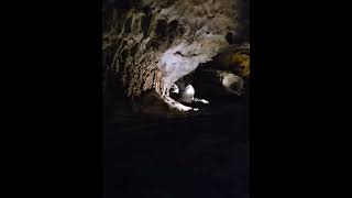 Carlsbad Caverns Huge 8acre cave amp stunning sunset bat flights touristattraction albuquerque [upl. by Peti371]