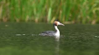 Great crested Grebes at smithpool [upl. by Tisha]