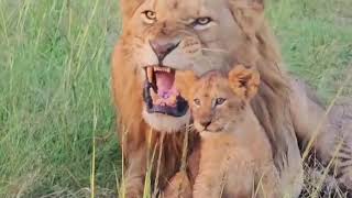 Sankai Male Lion Kylia interacting with a Rekero pride new cub  21 December 2023 [upl. by Carny]