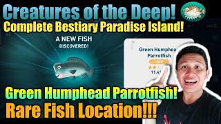 Green Humphead Parrotfish Creatures of the Deep Location❗ Akhirnya Tertangkap❗ Lokasi Ikan Parrot❗ [upl. by Seroka]