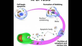 What is the Role of Caspase 3 in Apoptosis [upl. by Bonne]