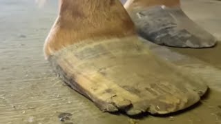 LONG HOOVES get treated by JOURNEYMAN FARRIER [upl. by Zaller167]