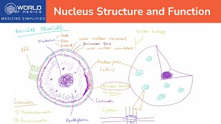 what is Nucleus class 9structure and functions of nucleus Nuclear membrane cell nucleus [upl. by Shih]