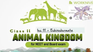 lec 11  Echinodermata l Animal Kingdom l Neet2025 and other state board examination l [upl. by Alehcim]