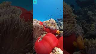 Explore the Most Beautiful Coral Reefs and Sea Creatures p2 shorts CoralReefs Ocean wildlife [upl. by Eetse]