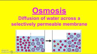 Passive Transport vs Active Transport [upl. by Sheline]