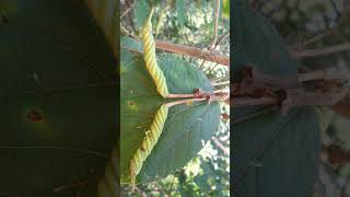 🌹¹⁵☆•⁵◇⁶ Marorphali EastIndian screw tree Nutleaved screw tree मरोड़फली Helicteres isora [upl. by Laet]