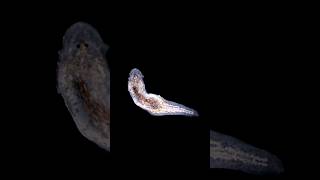 Planaria The unkillable animal🙀🙀🤔 [upl. by Nappy]