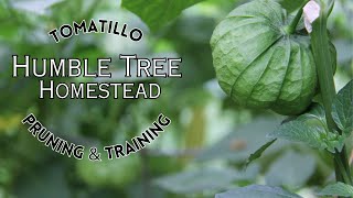 Tomatillo Pruning amp Training [upl. by Ulah]