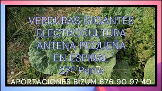 VERDURAS GIGANTES ELECTROCULTURA LA ANTENA PEQUEÑA EN ESPIRAL 37ª Parte [upl. by Goldenberg]