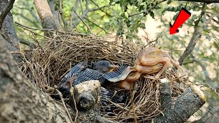 Wild babbler birds baby died birdswithme107 [upl. by Mis152]