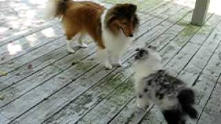 Shelties Sky and Baby Gideon play [upl. by Donna541]