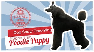 Dog Show Grooming How to Groom a Poodle Puppy [upl. by Kirstin]