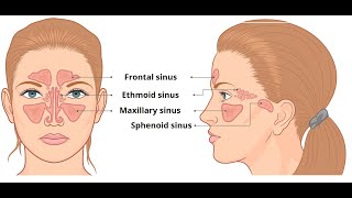 PARANASAL AIR SINUSESFRONTAL MAXILLARY ETHAMOIDAL SPHINOIDAL SINUSHEAD AND NECK ANATOMY IN TAMIL [upl. by Manno]