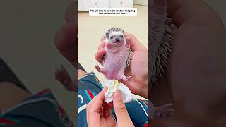 The girl tries to save the newborn hedgehog from suffocation hedgehog babyhedgehog short [upl. by Truk]