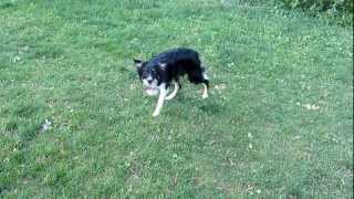 The intense focus of a border collie [upl. by Eifos94]