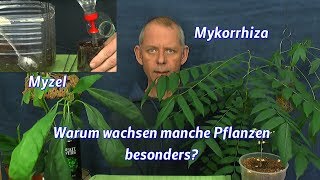 Mykorrhiza Pilzsubstrat Test Aussaat Mykorrhiza vermehren [upl. by Sanfourd]