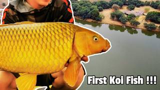 Beautiful Yellow Koi Fish Caught in Bronkhorstspruit  Excellent Spot for Big Carp Fishing [upl. by Aneekan]