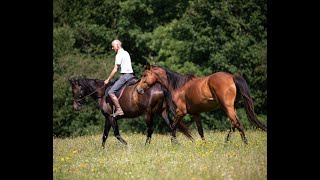 Comment créer un partenariat avec son cheval [upl. by Adrianna145]