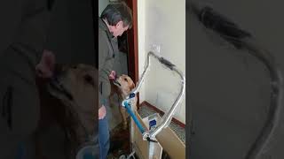 DM Carrello saliscale per cani  Scendiscale per il tuo cane [upl. by Orelle]