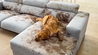 Dog Makes Muddy Mess 😮🤣 FUNNIEST Animal Videos [upl. by Delp]