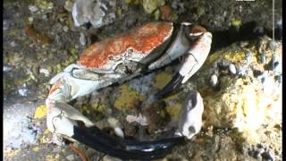 Tasmanian Giant Crab  Pseudocarcinus gigas  heaviest species of crab in the world [upl. by Nelak]