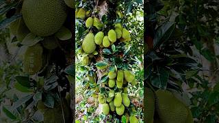 Growing Jackfruit from Cutting 🍐 New Technique of Propagation using Banana Plants farming shorts [upl. by Neliac]