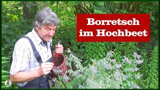 Borretsch im Hochbeet  Permakultur [upl. by Kcirdlek]