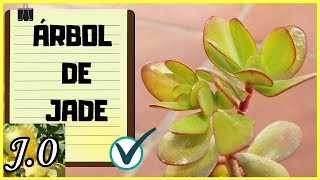 🌵 Cómo reproducir y CUIDADOS del Árbol de Jade Crassula ovata  portulacea ⭐️ [upl. by Iak843]