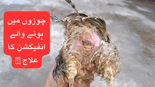 Prolapse infection in Chickens  Chicken Prolapse Causes and Treatment  PoultryFarming at Home [upl. by Lotsirhc]