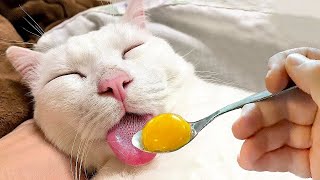 Funny animals  Funny cats and dogs  Funny animal videos 2023🤣 [upl. by Jeffie]