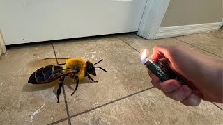 I set this HUGE BEE on FIRE [upl. by Demha]