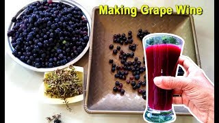 How To Make Grape Wine at Home  Homemade Red Wine Recipe  Craft Village [upl. by Jedediah820]