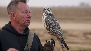 The Training Of Baz The Gyrfalcon [upl. by Ecirtaemed793]