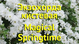 Экзохорда кистевая Краткий обзор описание характеристик exochorda racemosa Magical Springtime [upl. by Sirrad715]