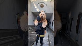 Why Goldendoodles are HATED so much dontbesourshow goldendoodle doodles dogdad [upl. by Politi]