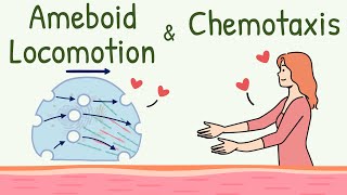 Crawling amoeboid movement white blood cells leukocytes [upl. by Anniala]