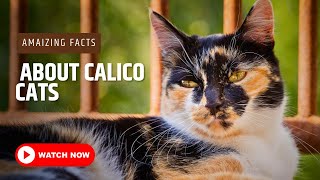 Amazing Facts About Calico Cats  Calico Cat [upl. by Nohsed]